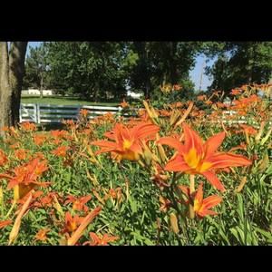 Meet your Posher, Dawn